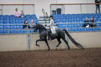2019 Morgan Horse Show - Aug 31, 2019 - 09239