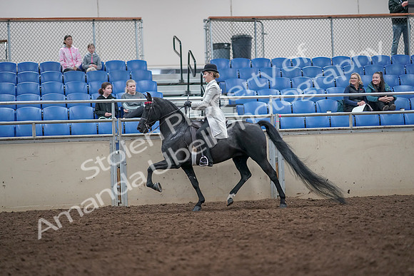 2019 Morgan Horse Show - Aug 31, 2019 - 09239