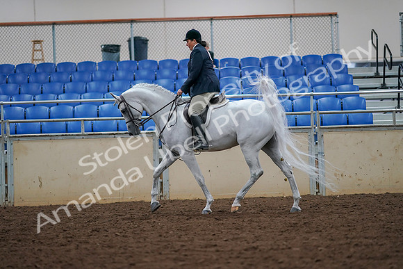 2019 Morgan Horse Show - Aug 30, 2019 - 17328