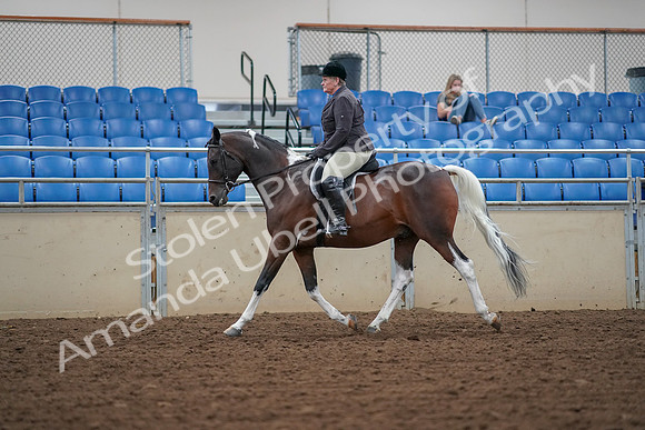 2019 Morgan Horse Show - Aug 30, 2019 - 16218
