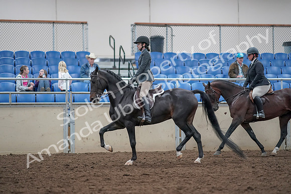 2019 Morgan Horse Show - Aug 31, 2019 - 14988