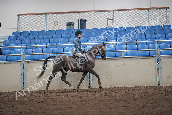 2019 Morgan Horse Show - Aug 31, 2019 - 16744