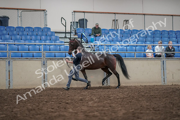 2019 Morgan Horse Show - Aug 31, 2019 - 03637