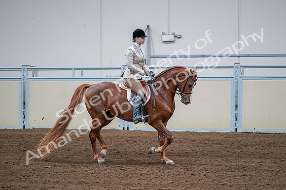 2020 - AB Morgan Horse - Fri, Sept 04 - 01835