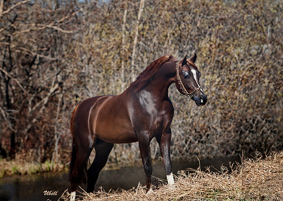 Arabians - 035