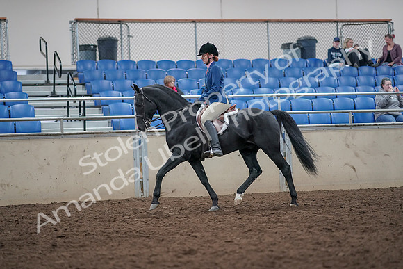2019 Morgan Horse Show - Aug 31, 2019 - 16532