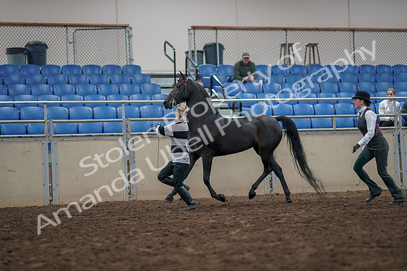 2019 Morgan Horse Show - Aug 31, 2019 - 03605