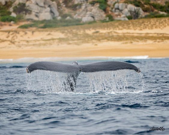 Los Cabo Dec 2018 - 2126