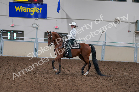 2020 - AB Morgan Horse - Fri, Sept 04 - 03568