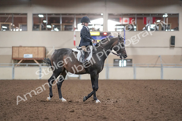 2019 Morgan Horse Show - Aug 31, 2019 - 19663
