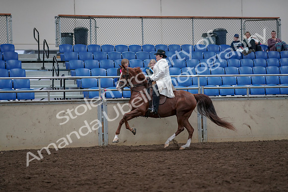 2019 Morgan Horse Show - Aug 31, 2019 - 17893