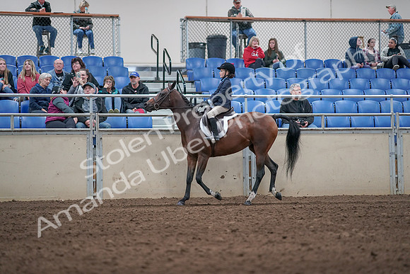 2019 Morgan Horse Show - Aug 31, 2019 - 19551