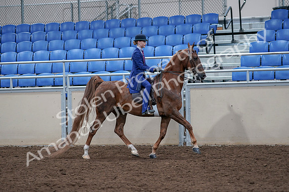 2020 - AB Morgan Horse - Fri, Sept 04 - 05240