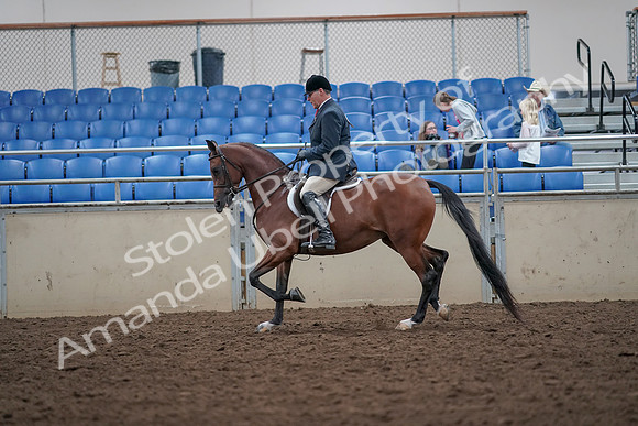 2019 Morgan Horse Show - Aug 31, 2019 - 14963