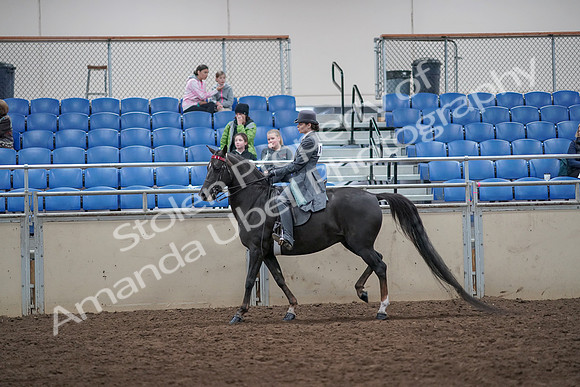 2019 Morgan Horse Show - Aug 31, 2019 - 09442