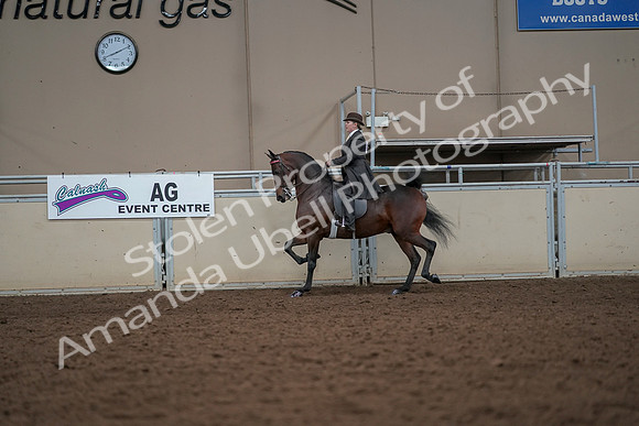 2019 Morgan Horse Show - Aug 30, 2019 - 27896