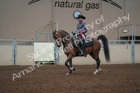 2019 Morgan Horse Show - Aug 31, 2019 - 06266