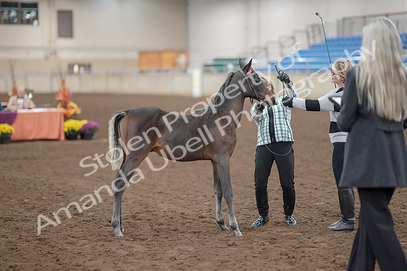 2019 Morgan Horse Show - Aug 30, 2019 - 24870