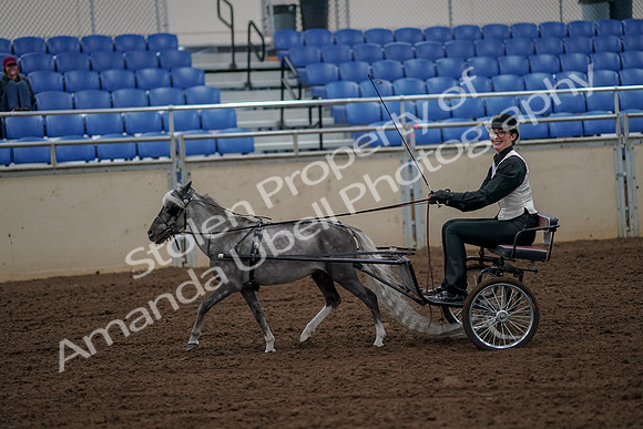 2019 Morgan Horse Show - Aug 30, 2019 - 13153