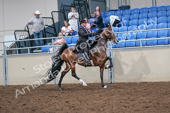 2020 - AB Morgan Horse - Sat, Sept 05 - 13215