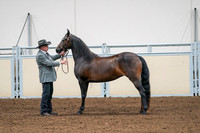 2020 - AB Morgan Horse - Fri, Sept 04 - 08580