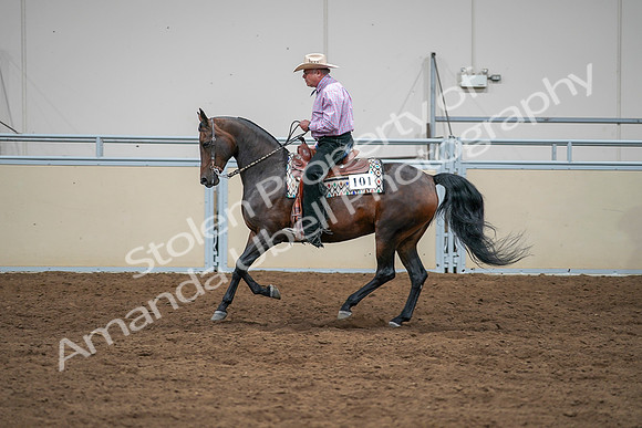 2020 - AB Morgan Horse - Sat, Sept 05 - 05657
