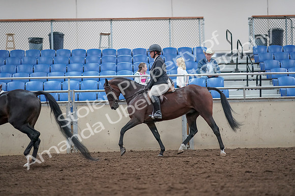 2019 Morgan Horse Show - Aug 31, 2019 - 14997