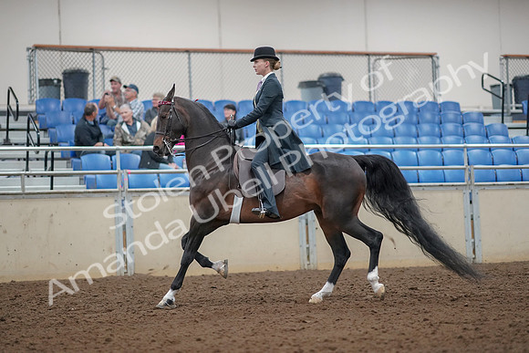 2019 Morgan Horse Show - Aug 30, 2019 - 25005