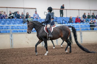 2019 Morgan Horse Show - Aug 31, 2019 - 19384