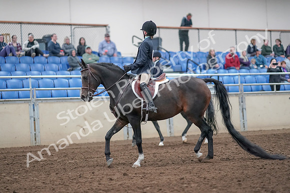 2019 Morgan Horse Show - Aug 31, 2019 - 19384