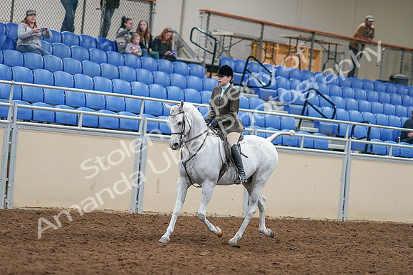 2020 - AB Morgan Horse - Sat, Sept 05 - 14428