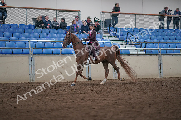 2019 Morgan Horse Show - Aug 31, 2019 - 20508
