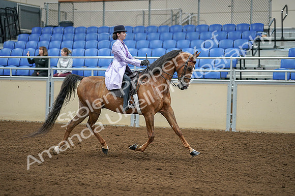 2020 - AB Morgan Horse - Fri, Sept 04 - 05181