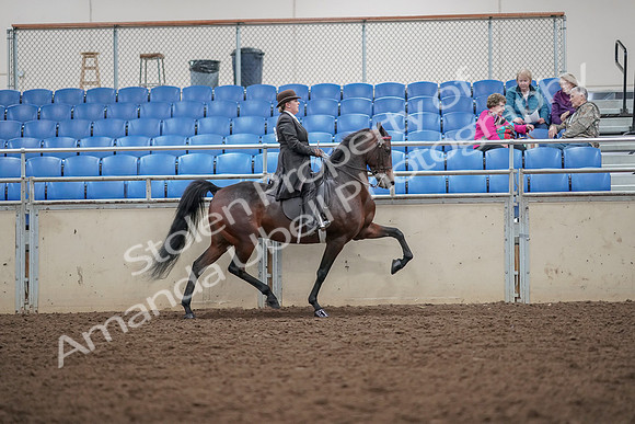 2019 Morgan Horse Show - Aug 30, 2019 - 28234