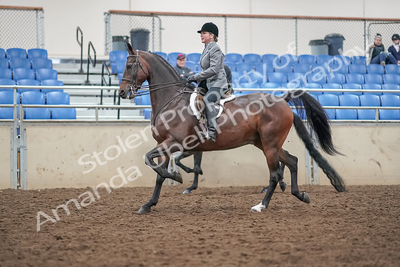 2019 Morgan Horse Show - Aug 30, 2019 - 20184