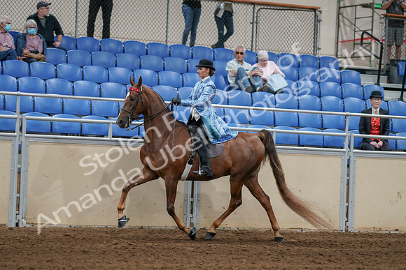 2020 - AB Morgan Horse - Sat, Sept 05 - 06232