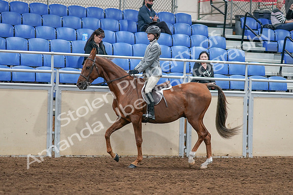 2020 - AB Morgan Horse - Sat, Sept 05 - 02609