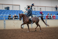 2019 Morgan Horse Show - Aug 30, 2019 - 17240