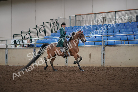 2019 Morgan Horse Show - Aug 30, 2019 - 28052