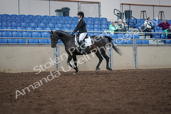 2019 Morgan Horse Show - Aug 30, 2019 - 18428