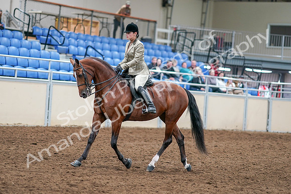 2020 - AB Morgan Horse - Sat, Sept 05 - 14358