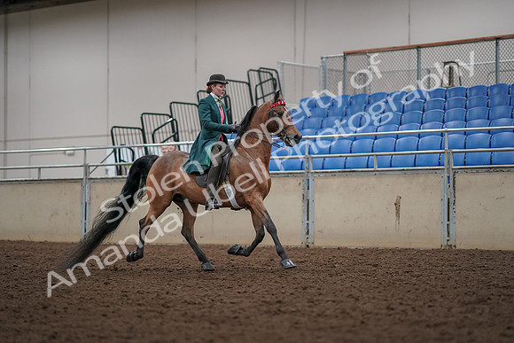 2019 Morgan Horse Show - Aug 30, 2019 - 28236