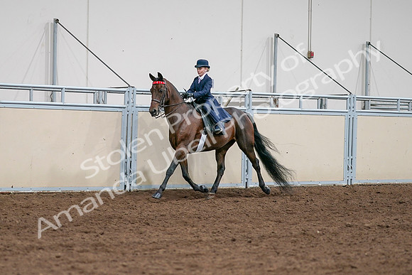 2020 - AB Morgan Horse - Sat, Sept 05 - 04907