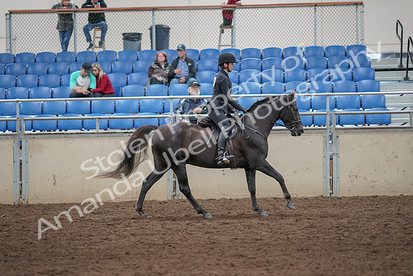 2019 Morgan Horse Show - Aug 31, 2019 - 07549