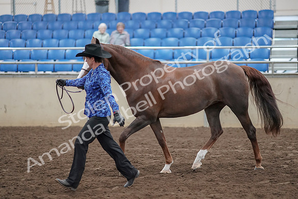 2019 Morgan Horse Show - Aug 31, 2019 - 02925