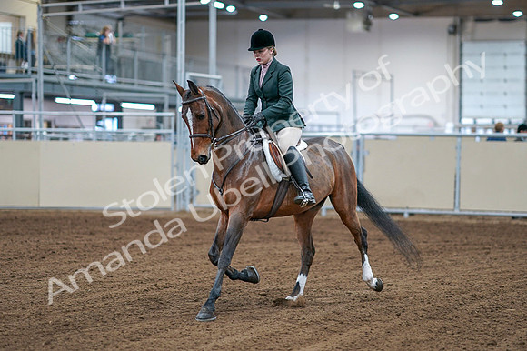 2020 - AB Morgan Horse - Fri, Sept 04 - 01488
