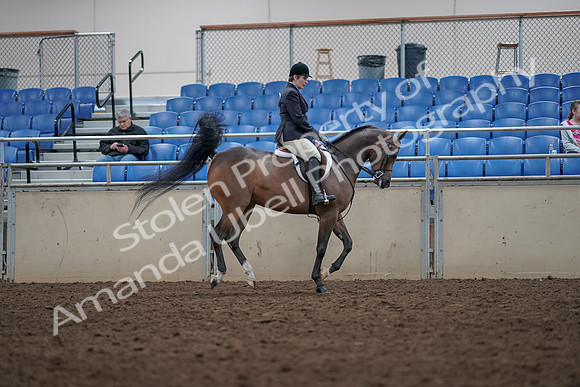 2019 Morgan Horse Show - Aug 31, 2019 - 16085
