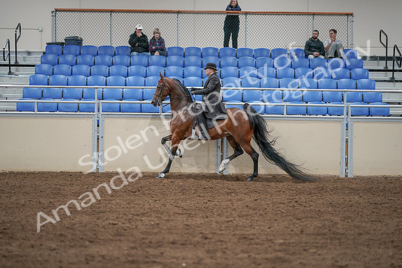 2020 - AB Morgan Horse - Fri, Sept 04 - 09642