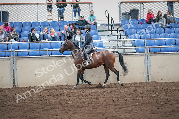 2019 Morgan Horse Show - Aug 31, 2019 - 21367
