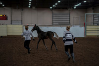 Class 059 - Morgan In Hand - Weanling Stallion